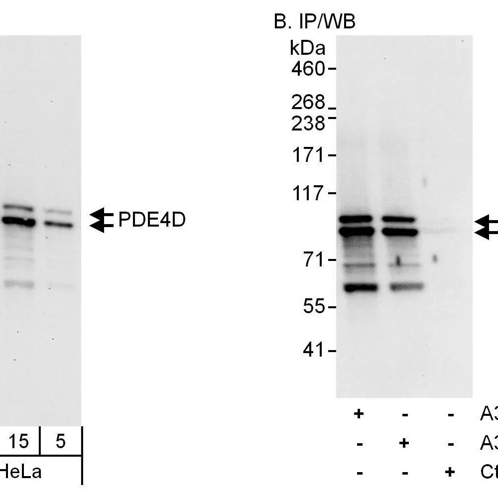 Rabbit anti-PDE4D Antibody, Affinity Purified