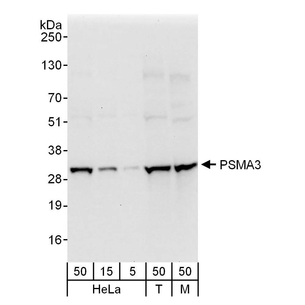 Rabbit anti-PSMA3 Antibody, Affinity Purified