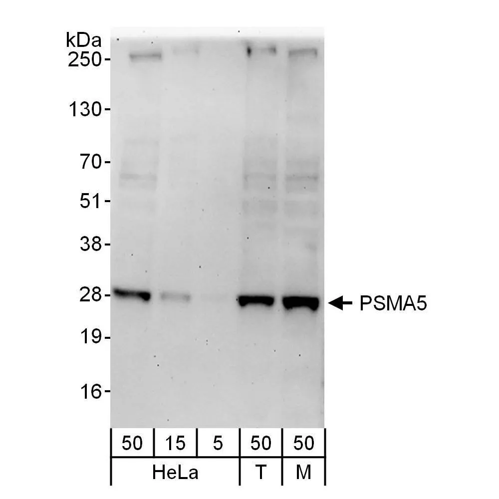 Rabbit anti-PSMA5 Antibody, Affinity Purified