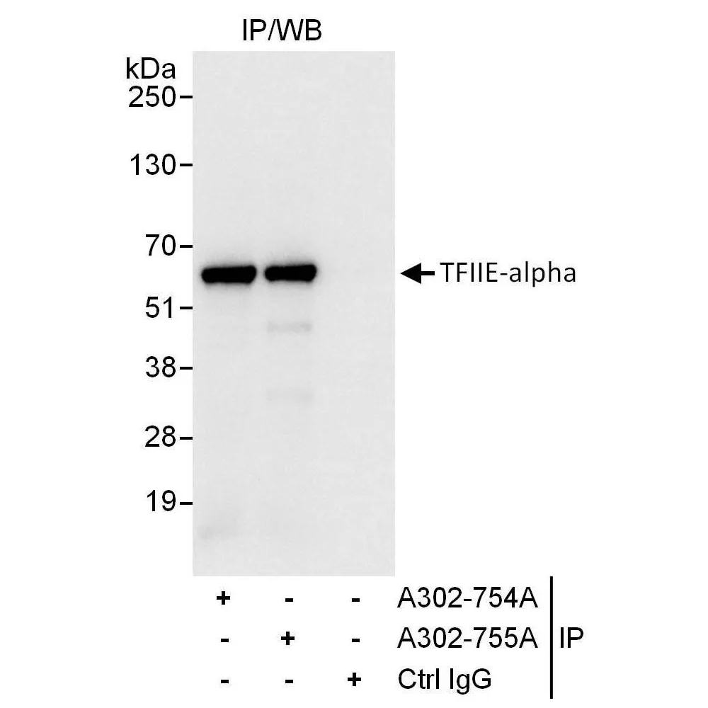 Rabbit anti-GTF2E1/TFIIE-alpha Antibody, Affinity Purified