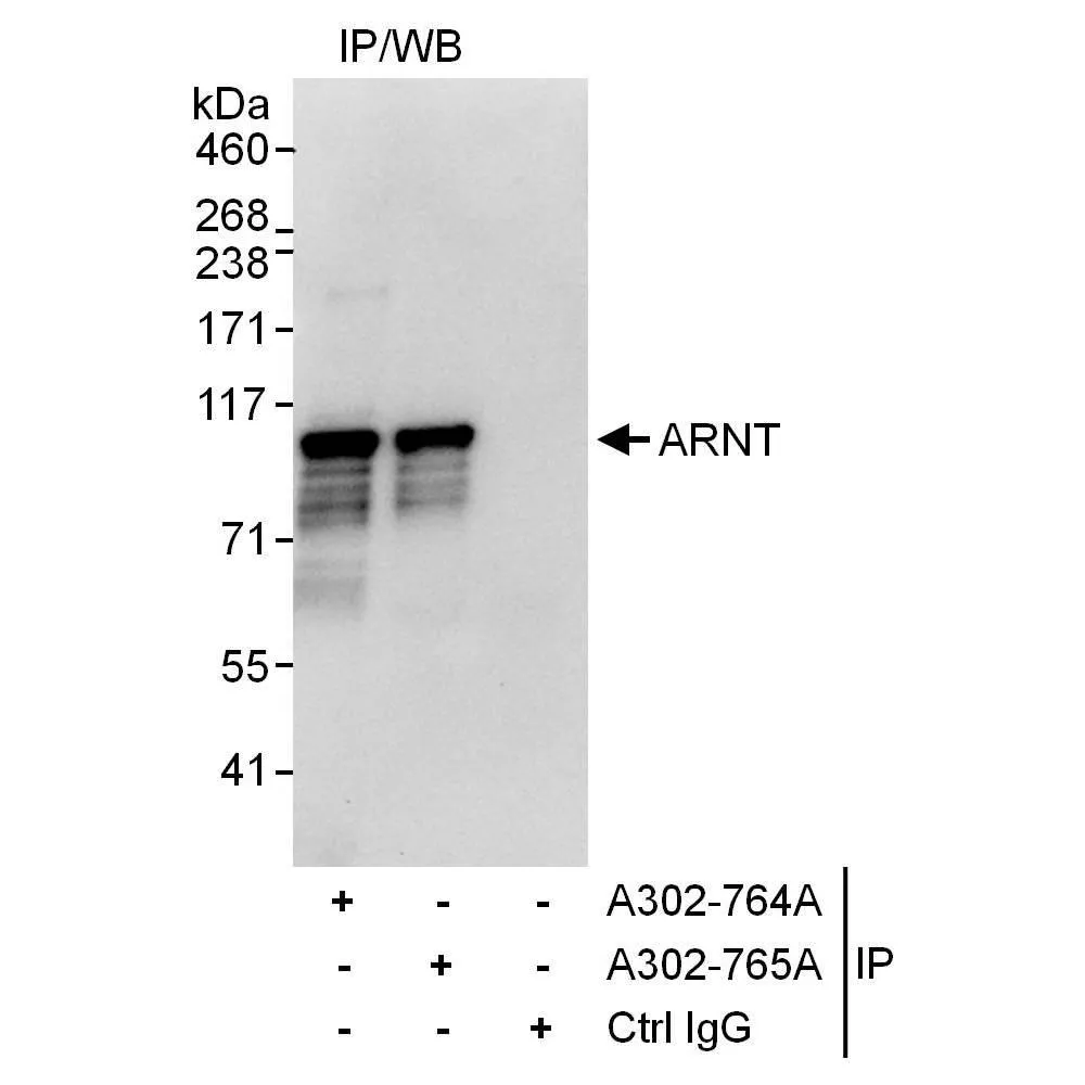 Rabbit anti-ARNT Antibody, Affinity Purified
