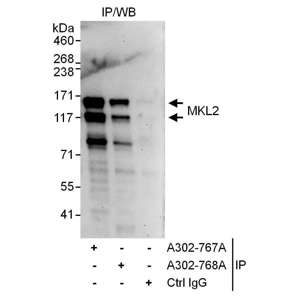 Rabbit anti-MKL2 Antibody, Affinity Purified