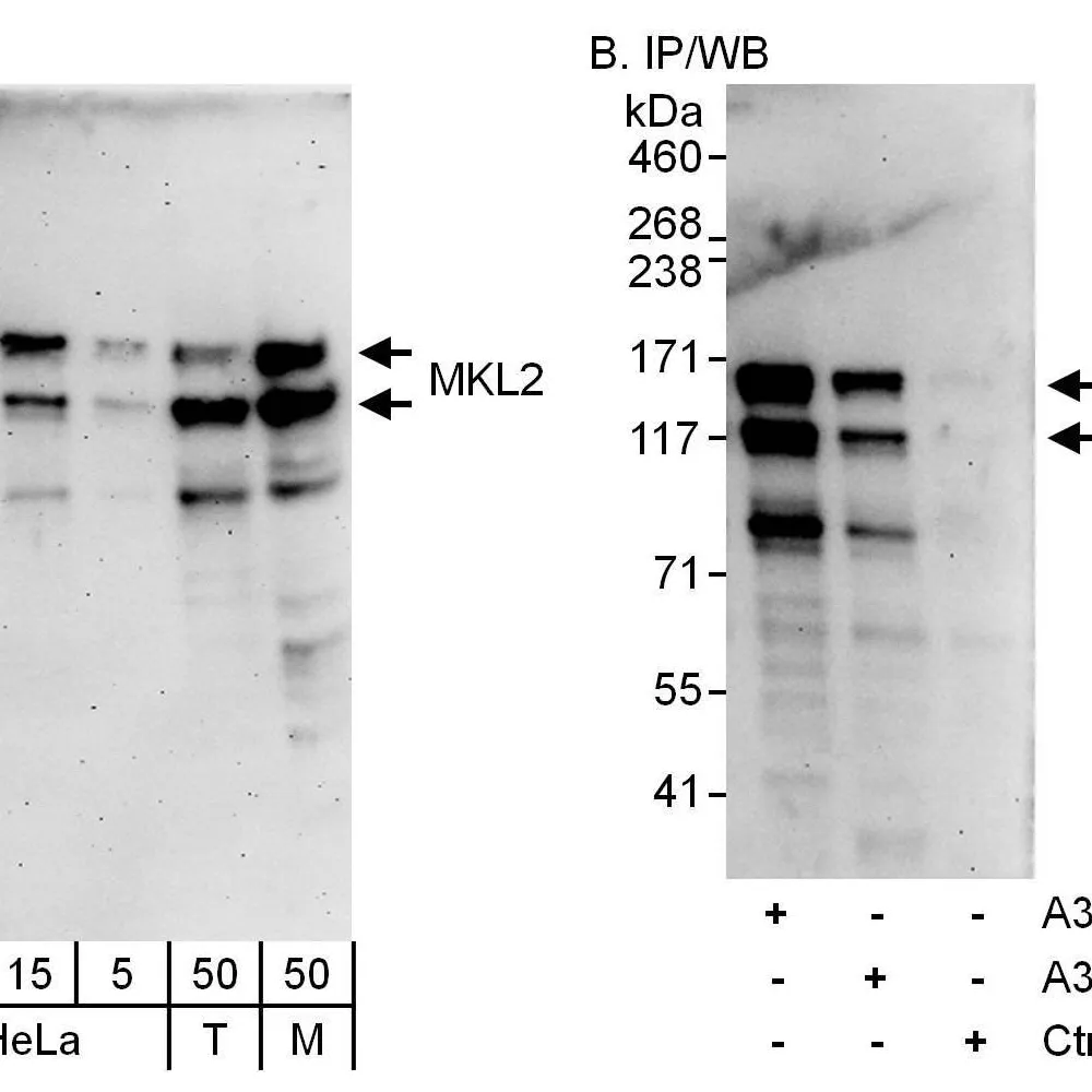 Rabbit anti-MKL2 Antibody, Affinity Purified