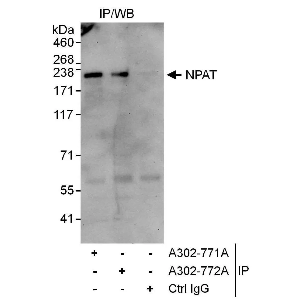 Rabbit anti-NPAT Antibody, Affinity Purified
