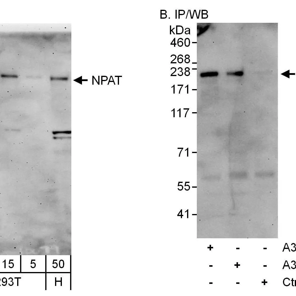Rabbit anti-NPAT Antibody, Affinity Purified
