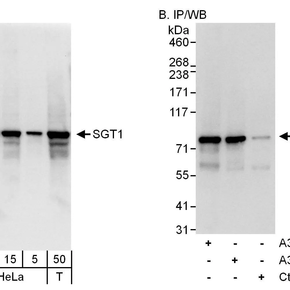 Rabbit anti-SGT1 Antibody, Affinity Purified