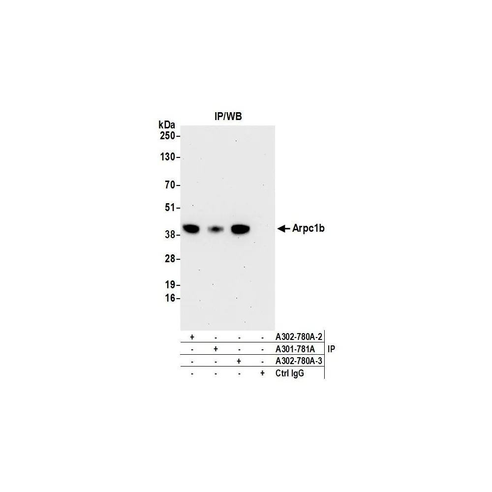 Rabbit anti-Arpc1b Antibody, Affinity Purified