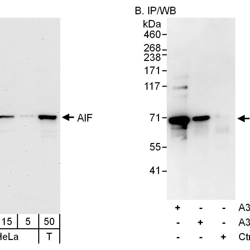 Rabbit anti-AIF Antibody, Affinity Purified