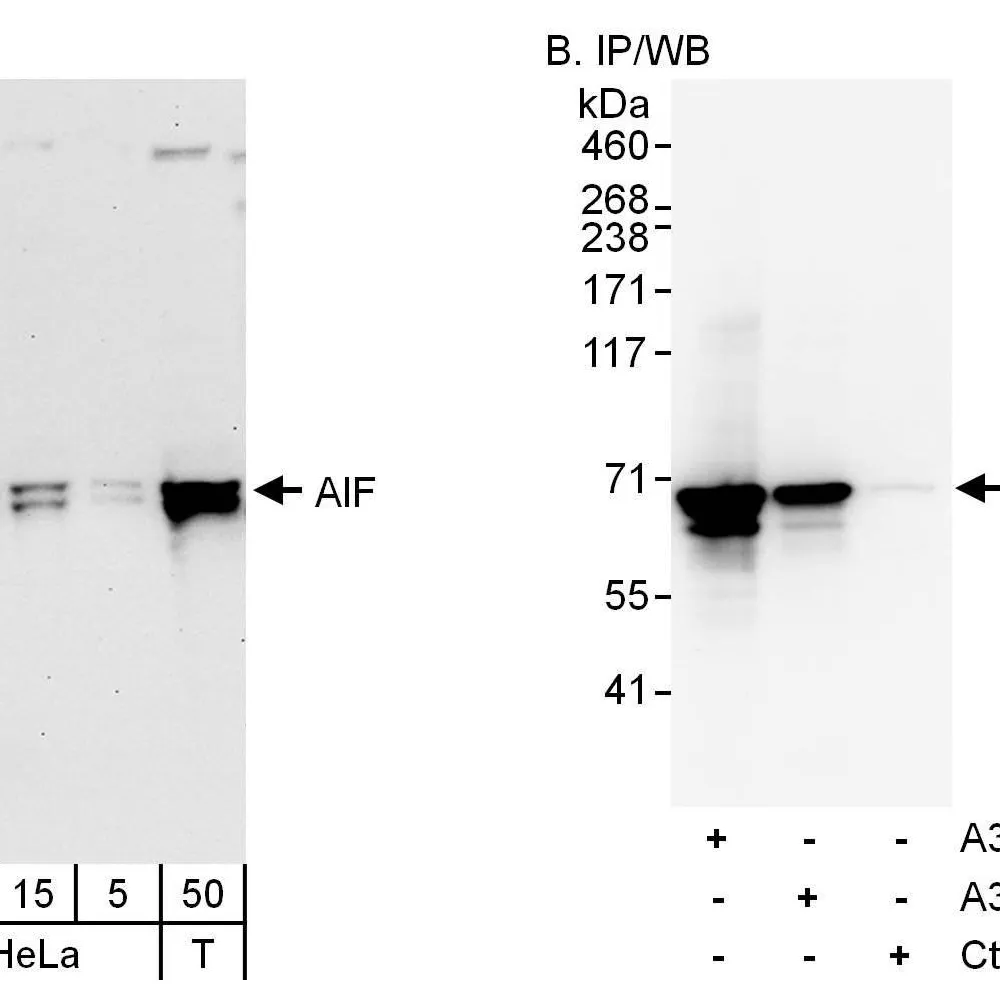Rabbit anti-AIF Antibody, Affinity Purified