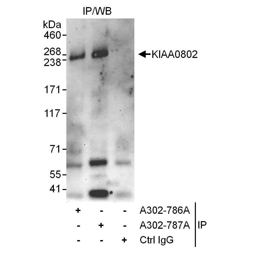 Rabbit anti-KIAA0802 Antibody, Affinity Purified