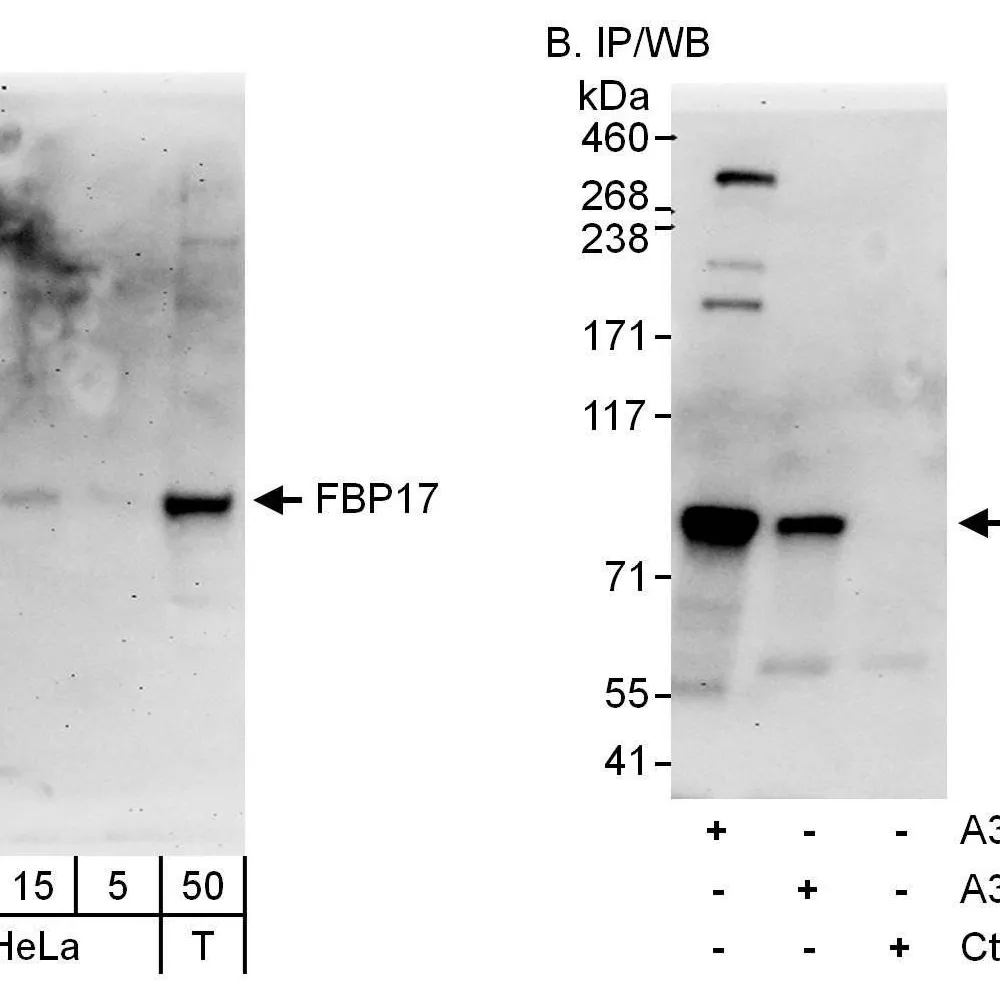 Rabbit anti-FBP17 Antibody, Affinity Purified