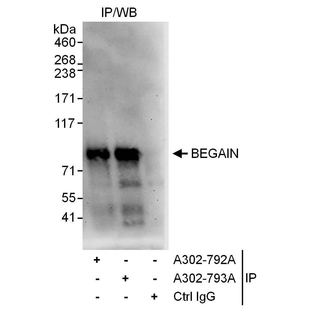 Rabbit anti-BEGAIN Antibody, Affinity Purified
