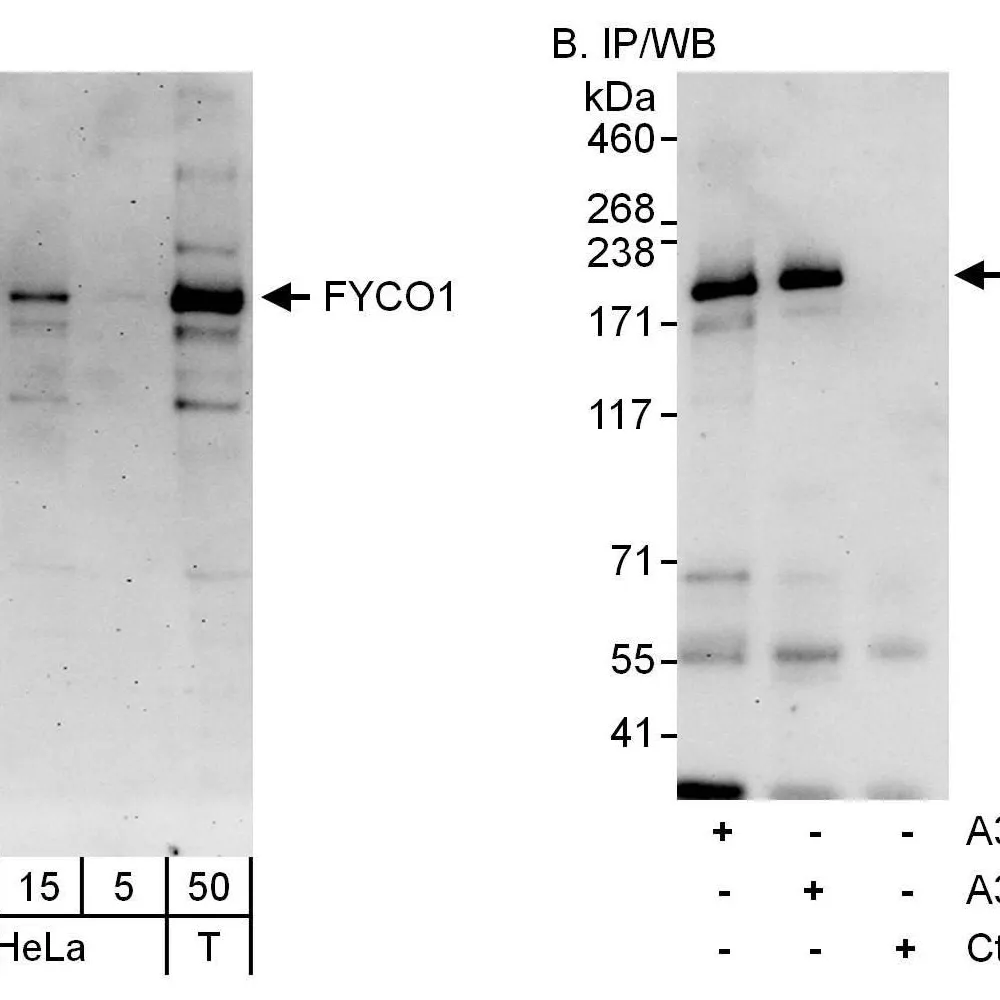 Rabbit anti-FYCO1 Antibody, Affinity Purified