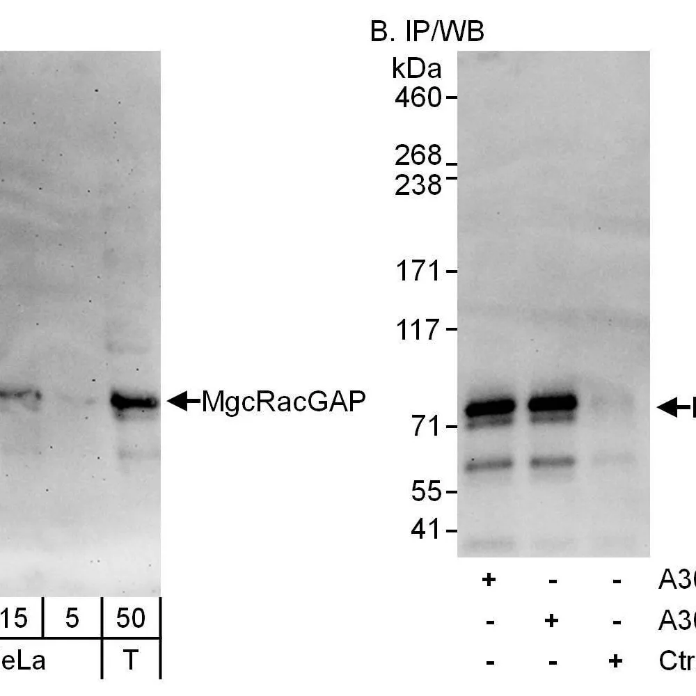 Rabbit anti-MgcRacGAP Antibody, Affinity Purified
