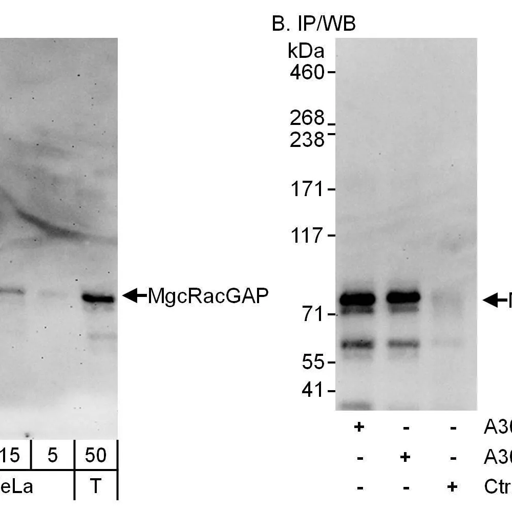 Rabbit anti-MgcRacGAP Antibody, Affinity Purified
