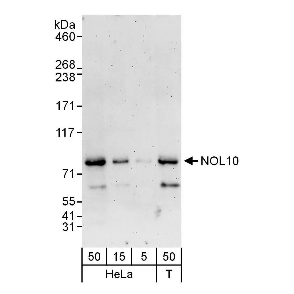 Rabbit anti-NOL10 Antibody, Affinity Purified