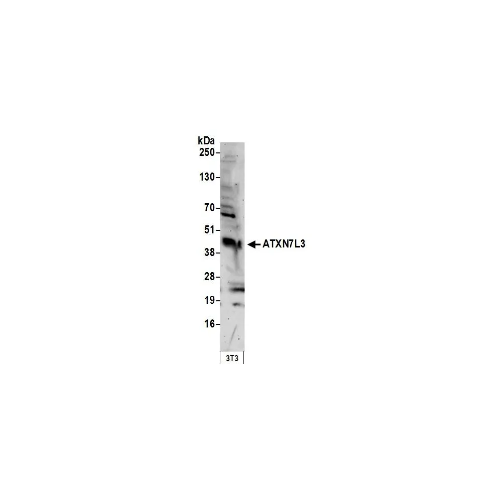 Rabbit anti-ATXN7L3 Antibody, Affinity Purified