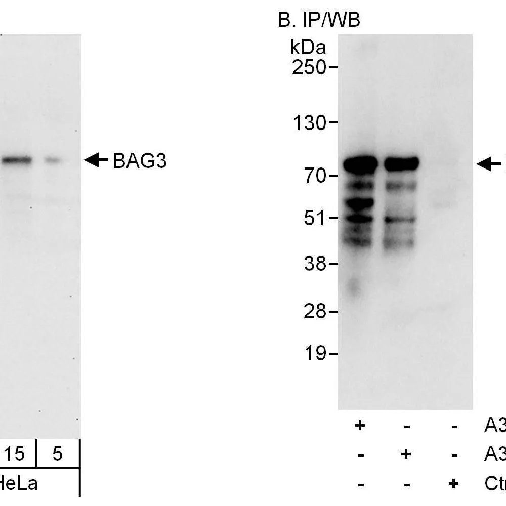 Rabbit anti-BAG3 Antibody, Affinity Purified
