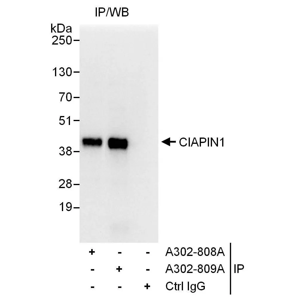 Rabbit anti-CIAPIN1 Antibody, Affinity Purified