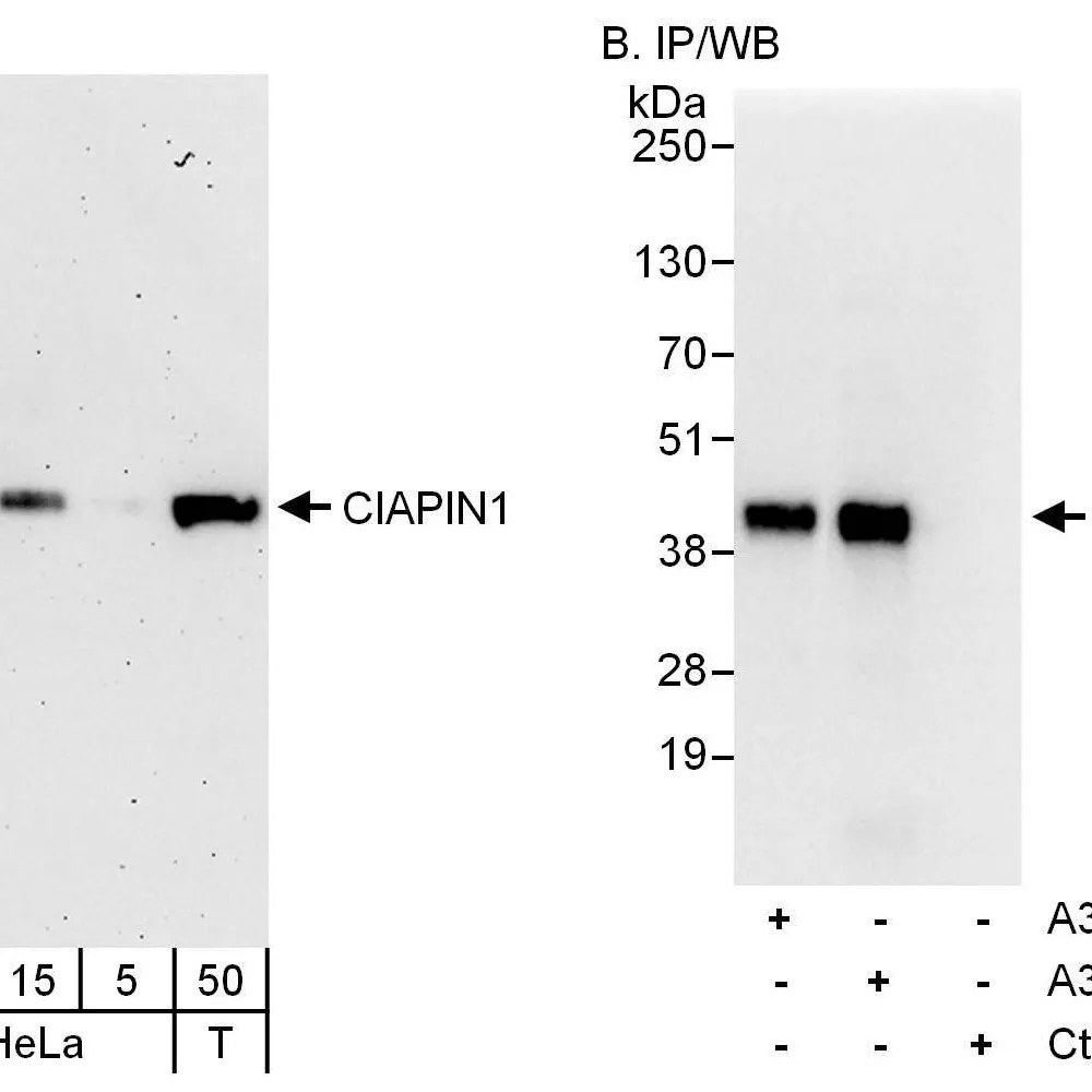 Rabbit anti-CIAPIN1 Antibody, Affinity Purified