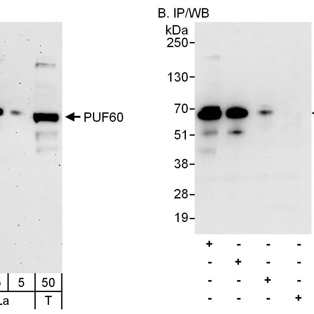 Rabbit anti-PUF60 Antibody, Affinity Purified