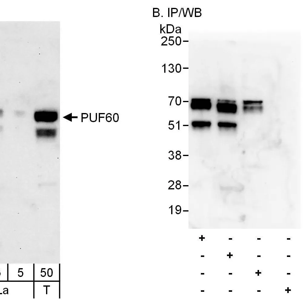 Rabbit anti-PUF60 Antibody, Affinity Purified