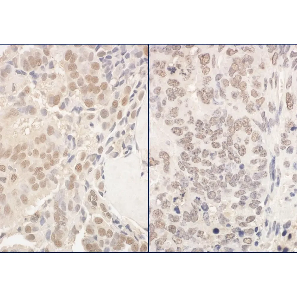 Rabbit anti-PUF60 Antibody, Affinity Purified
