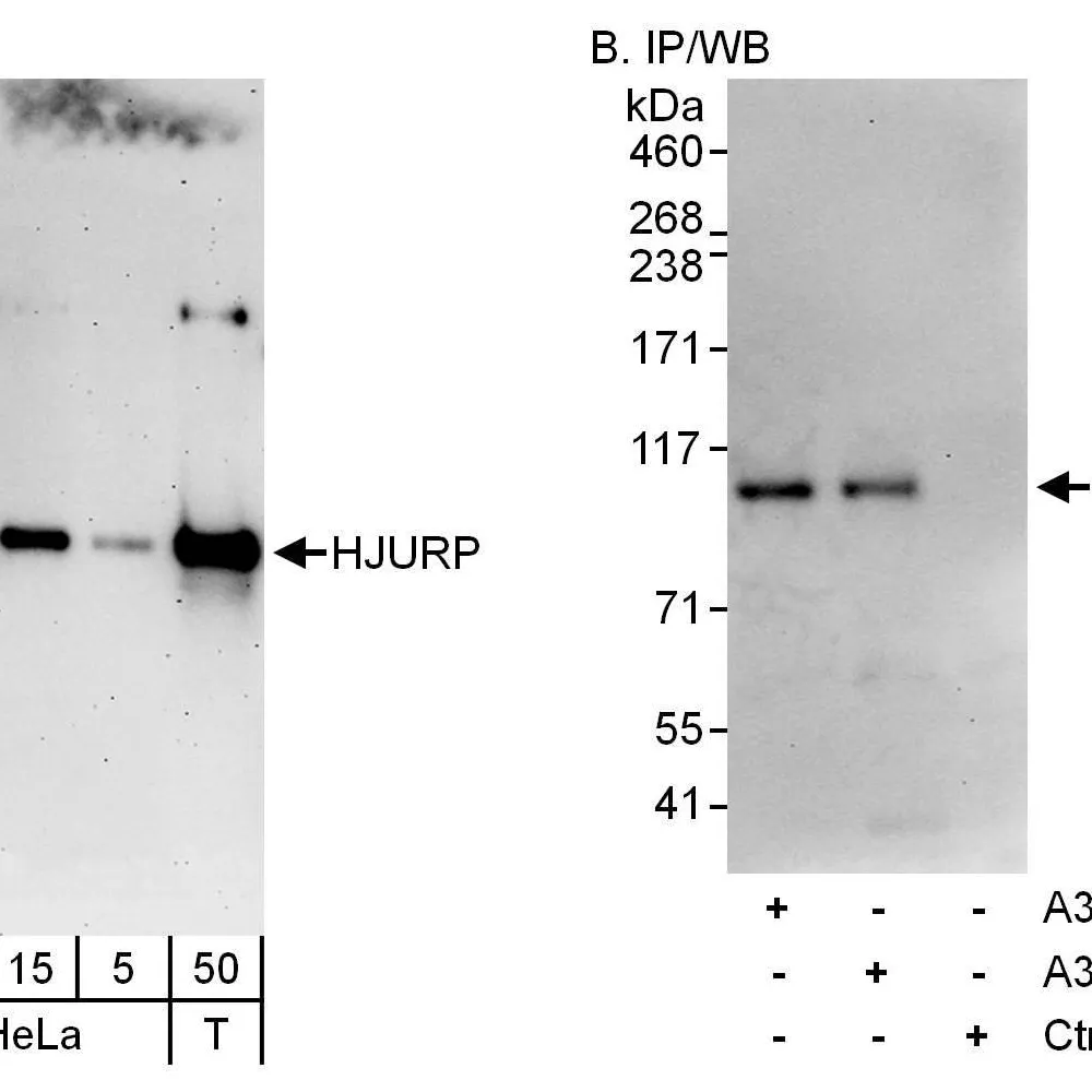 Rabbit anti-HJURP Antibody, Affinity Purified