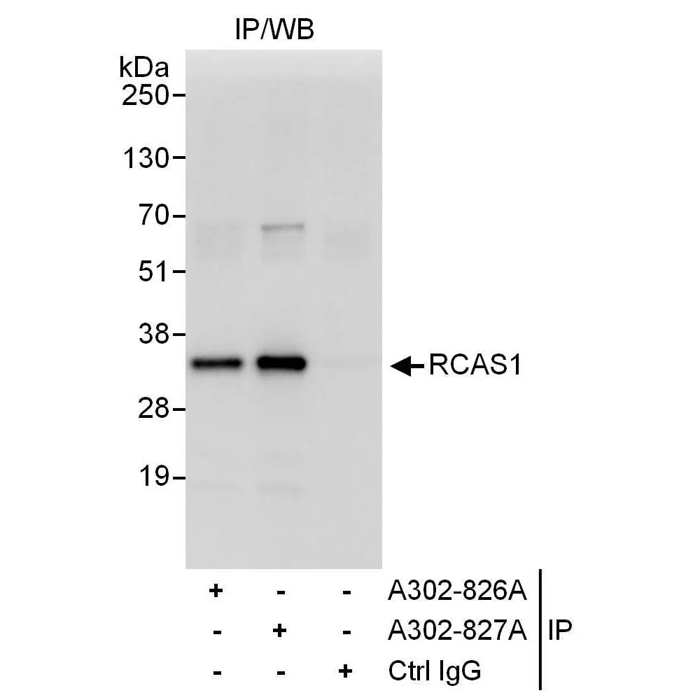 Rabbit anti-RCAS1 Antibody, Affinity Purified