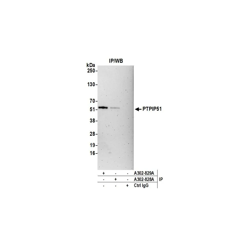 Rabbit anti-PTPIP51 Antibody, Affinity Purified