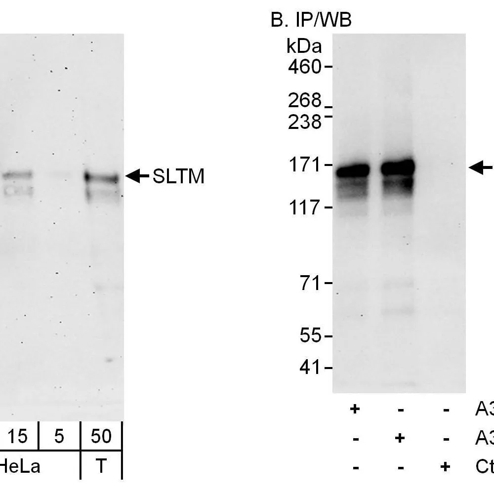 Rabbit anti-SLTM Antibody, Affinity Purified