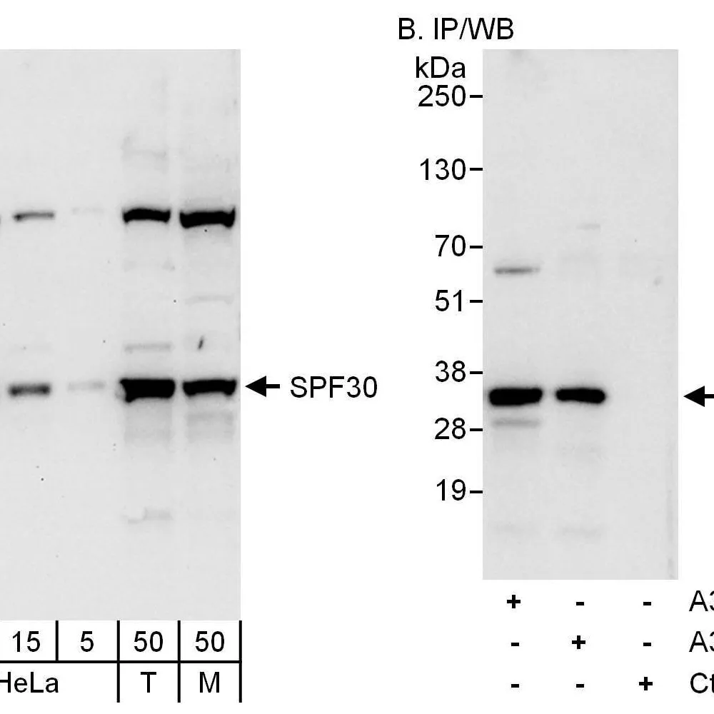 Rabbit anti-SPF30 Antibody, Affinity Purified