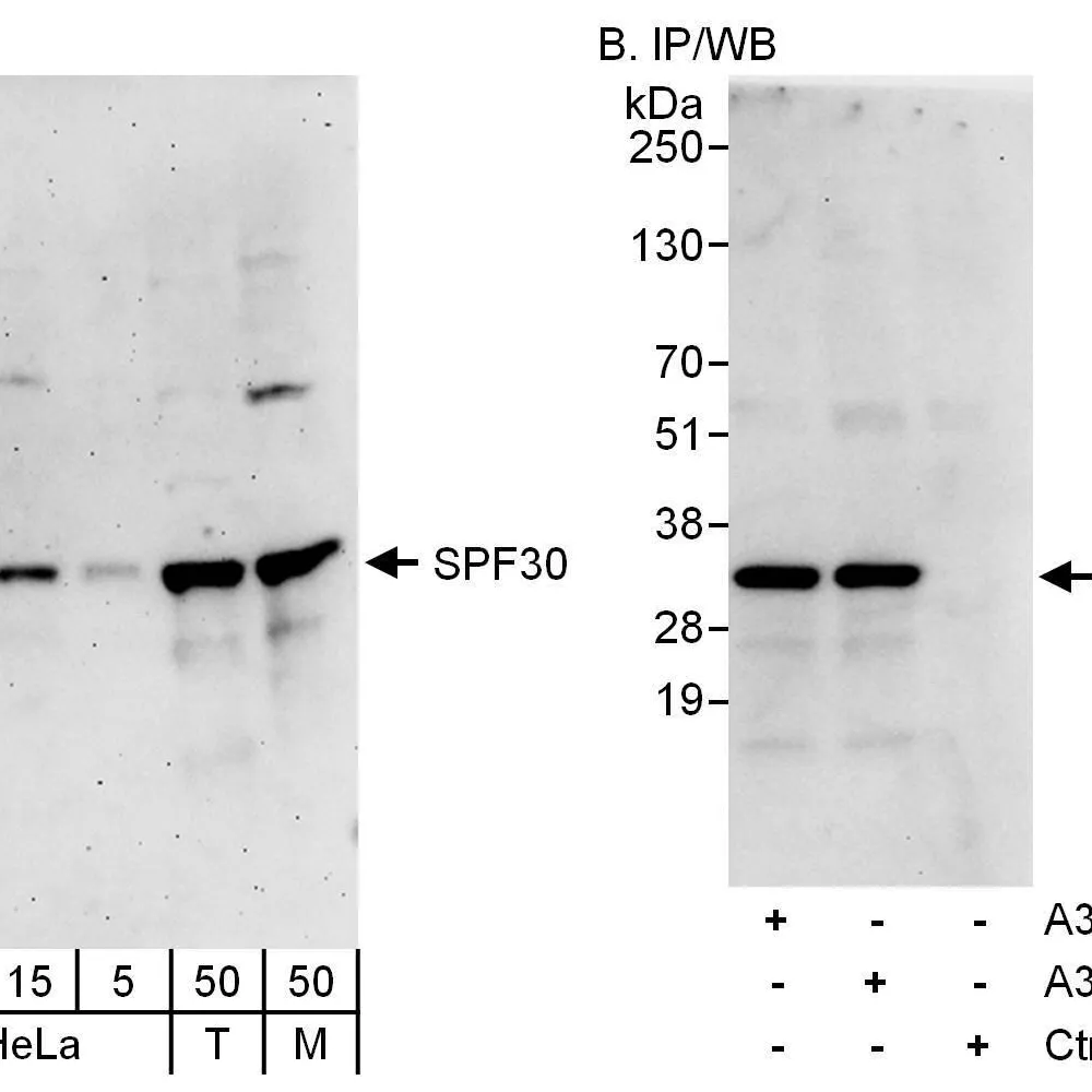 Rabbit anti-SPF30 Antibody, Affinity Purified