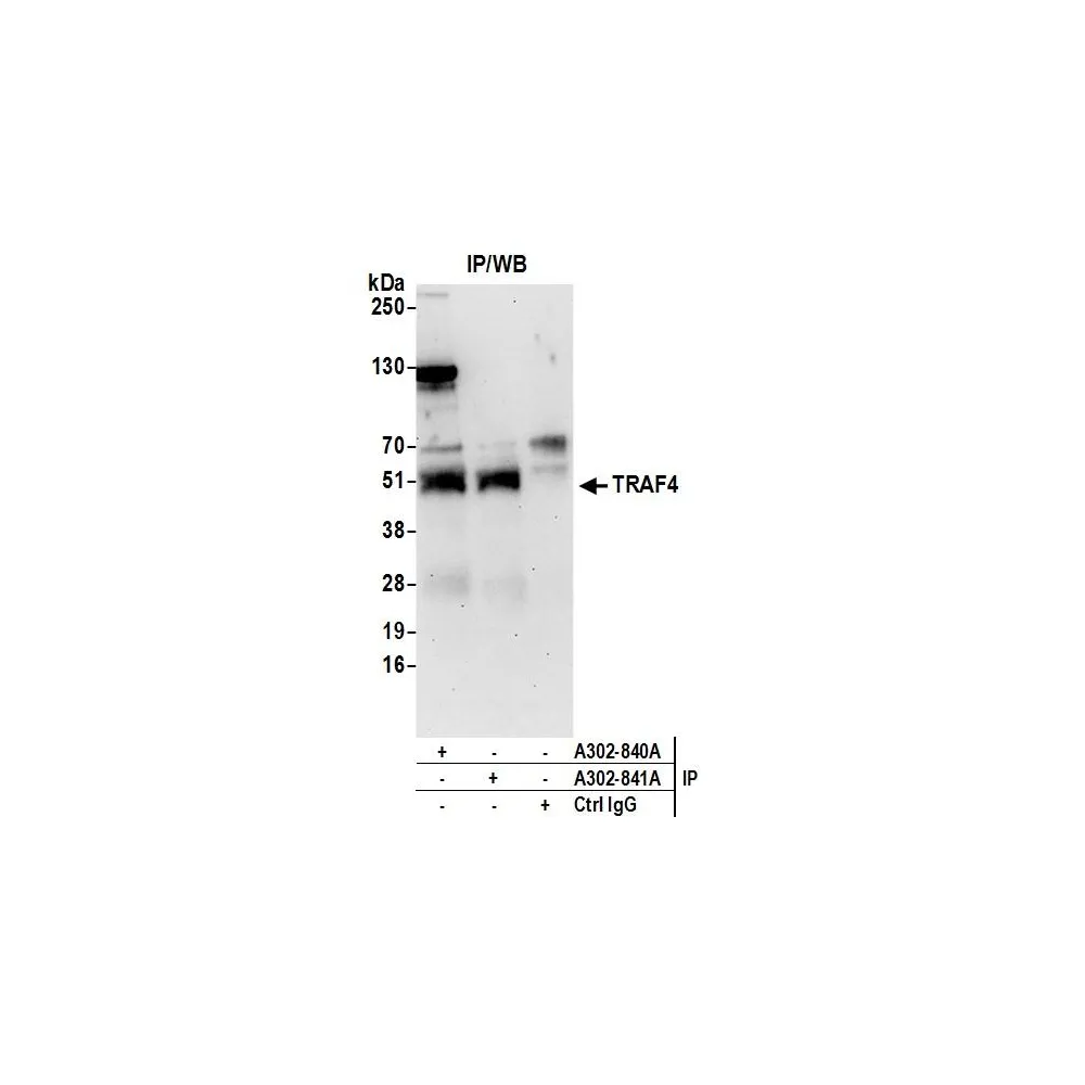 Rabbit anti-TRAF4 Antibody, Affinity Purified