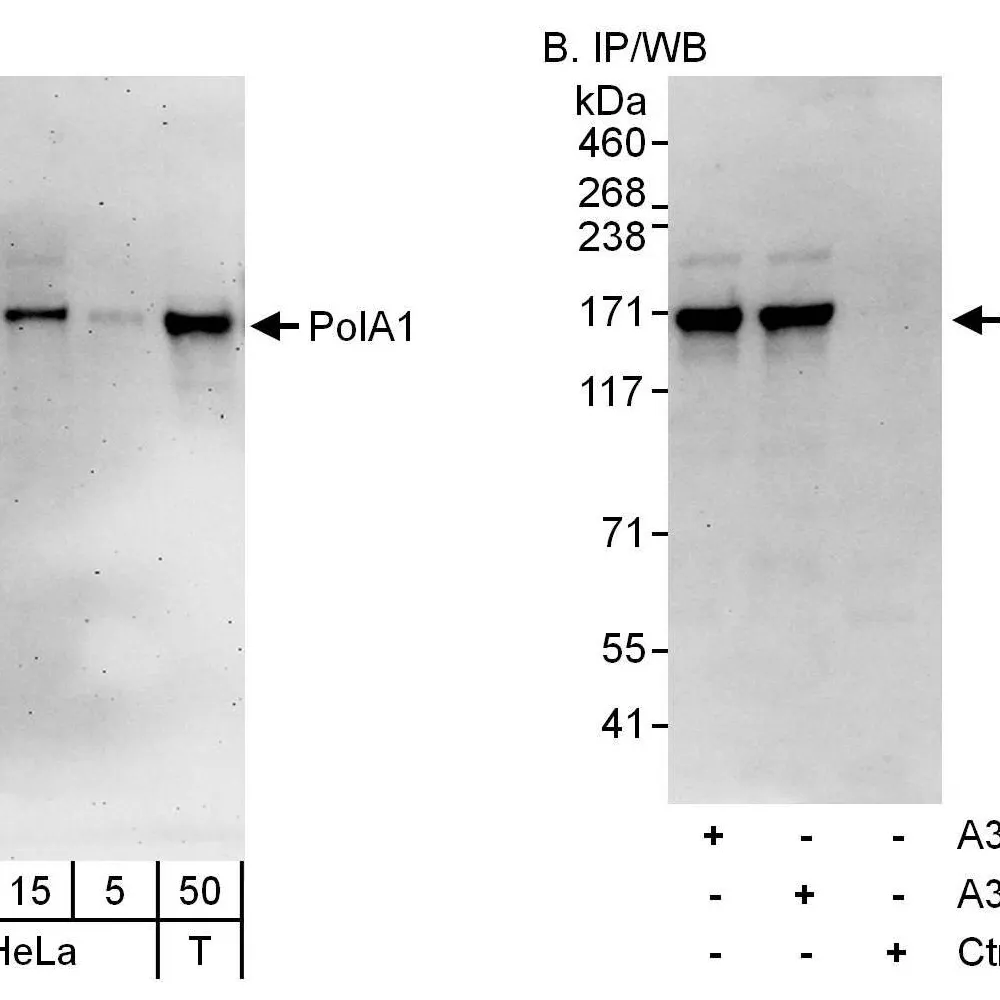 Rabbit anti-PolA1 Antibody, Affinity Purified