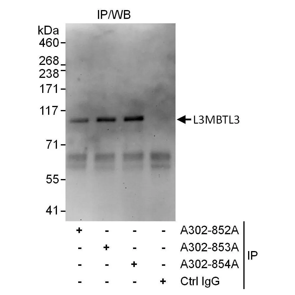 Rabbit anti-L3MBTL3 Antibody, Affinity Purified