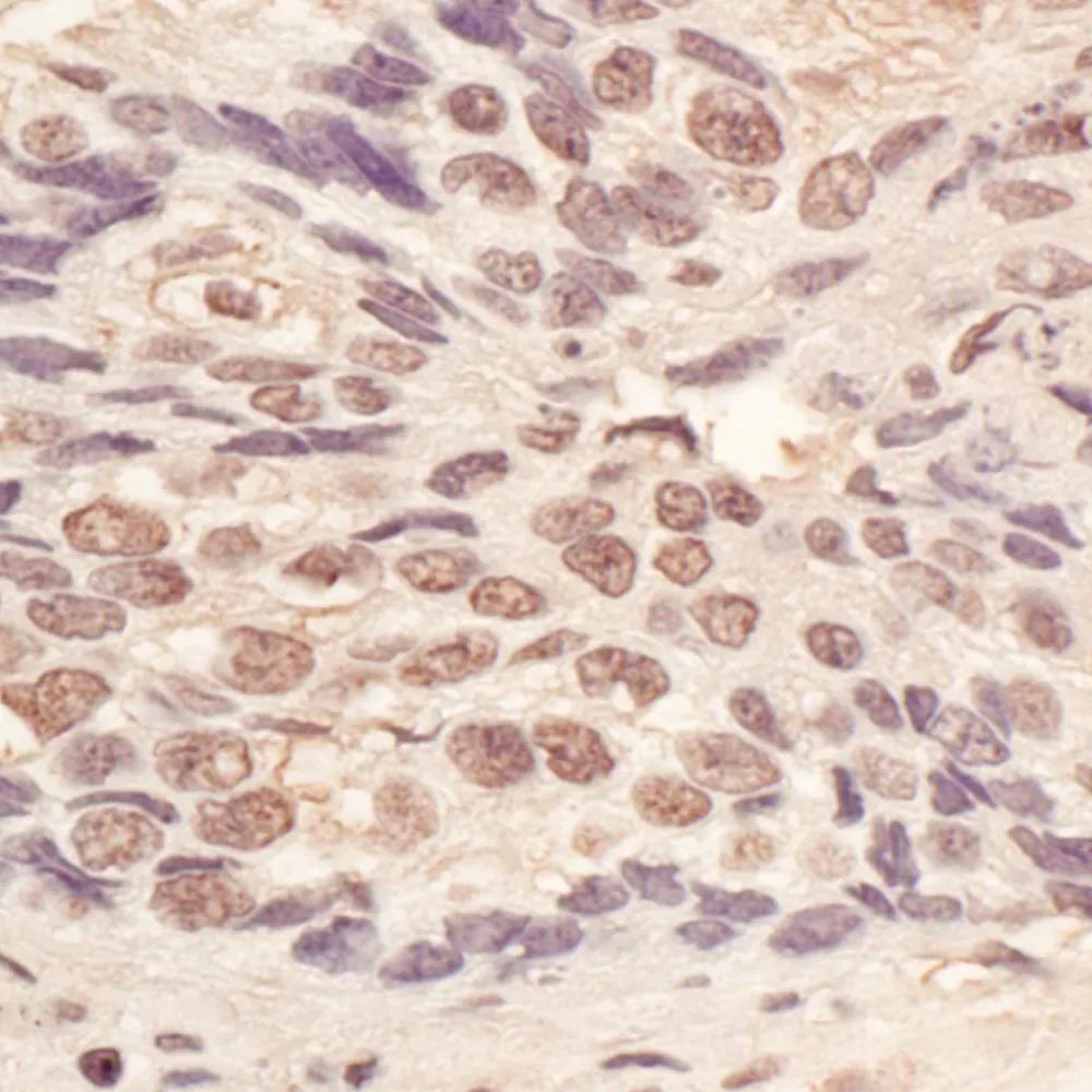 Rabbit anti-L3MBTL3 Antibody, Affinity Purified