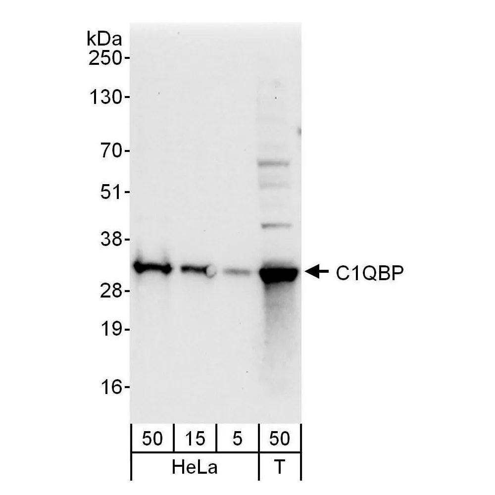 Rabbit anti-C1QBP Antibody, Affinity Purified