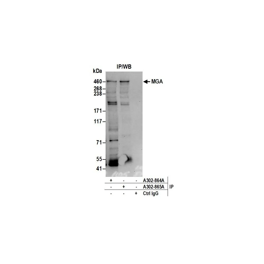 Rabbit anti-MGA Antibody, Affinity Purified
