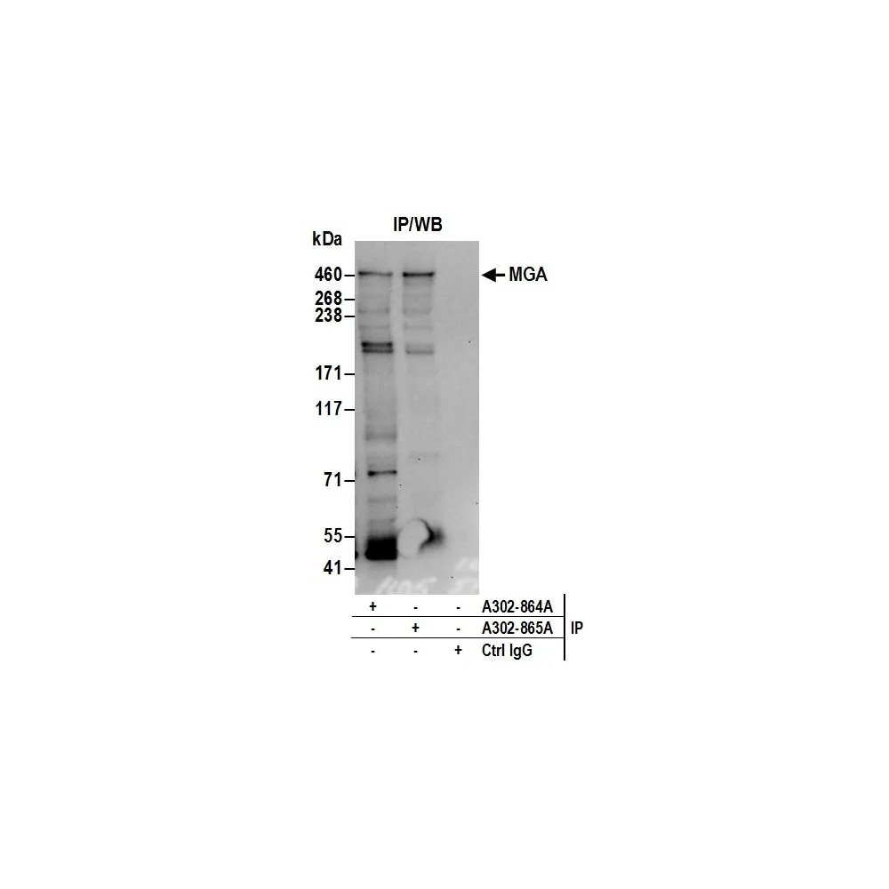 Rabbit anti-MGA Antibody, Affinity Purified