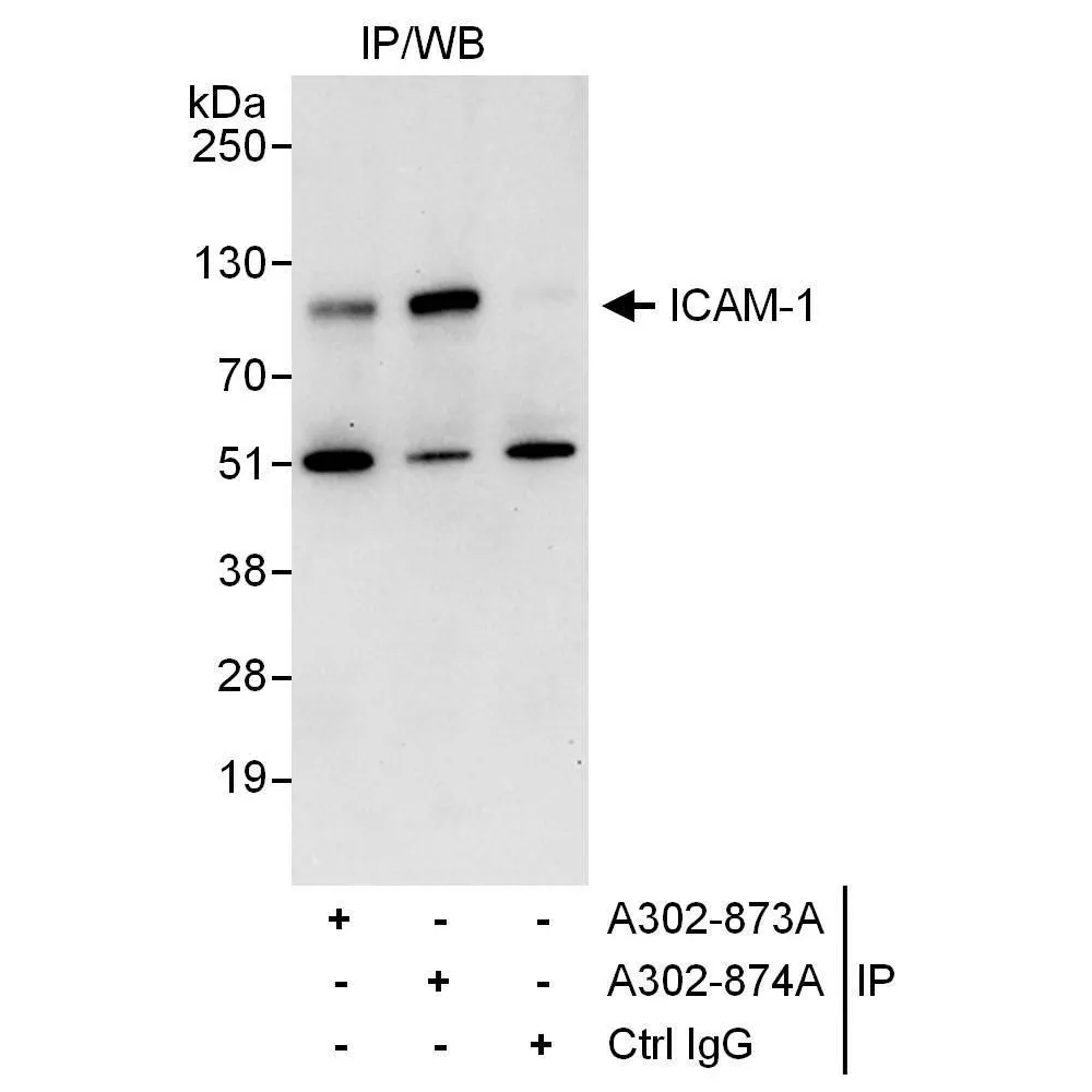Rabbit anti-ICAM-1 Antibody, Affinity Purified