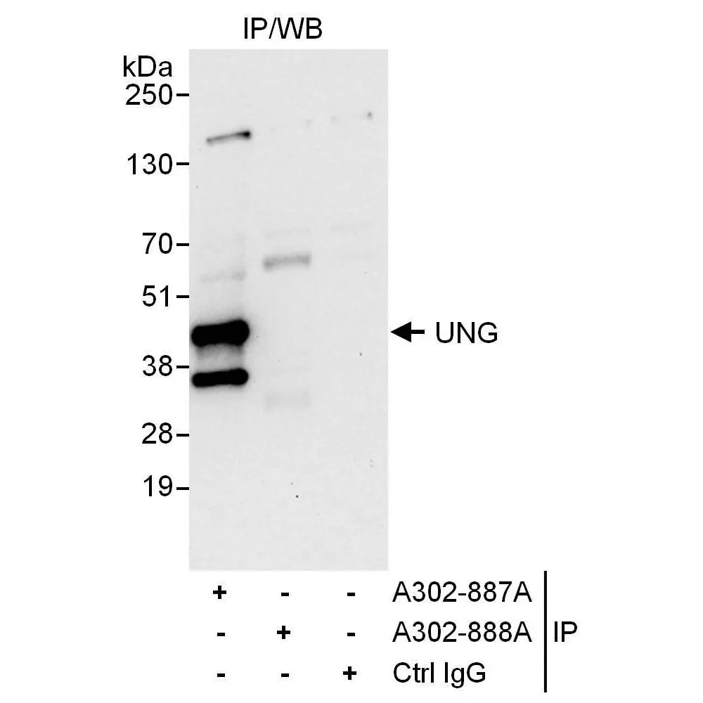 Rabbit anti-UNG Antibody, Affinity Purified