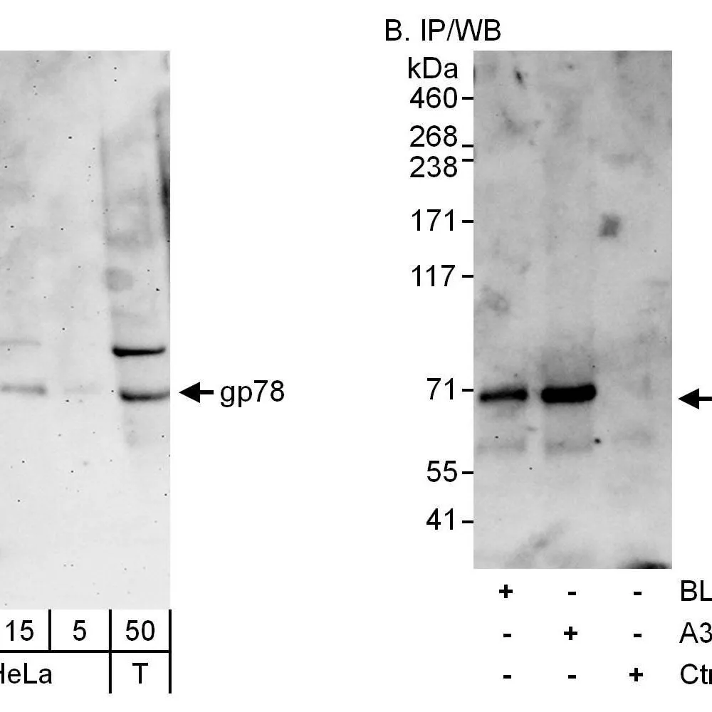 Rabbit anti-gp78 Antibody, Affinity Purified