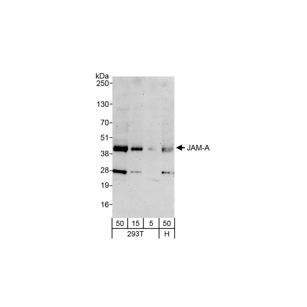 Rabbit anti-JAM-A Antibody, Affinity Purified