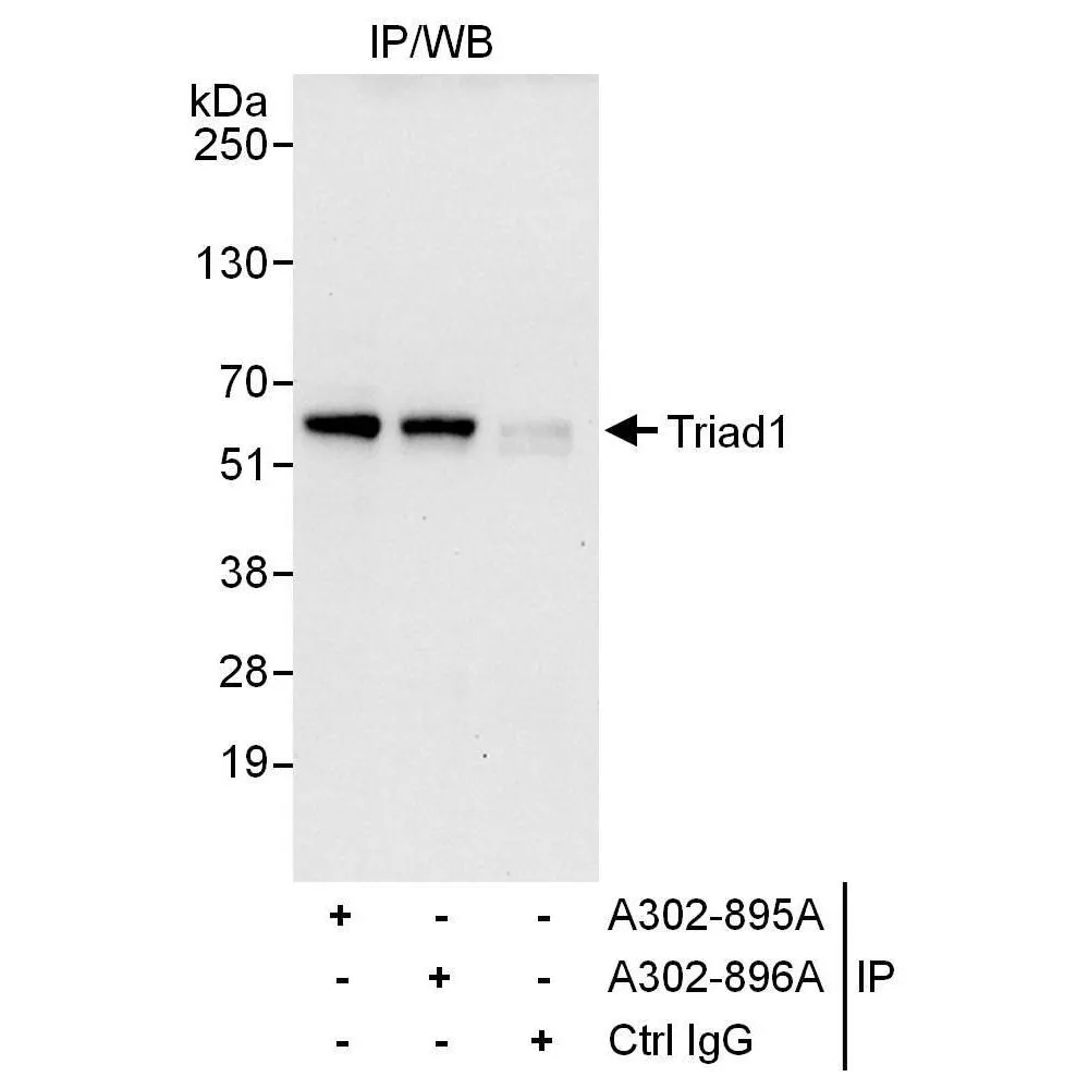 Rabbit anti-Triad1 Antibody, Affinity Purified
