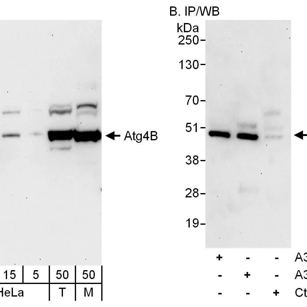 Rabbit anti-Atg4B Antibody, Affinity Purified