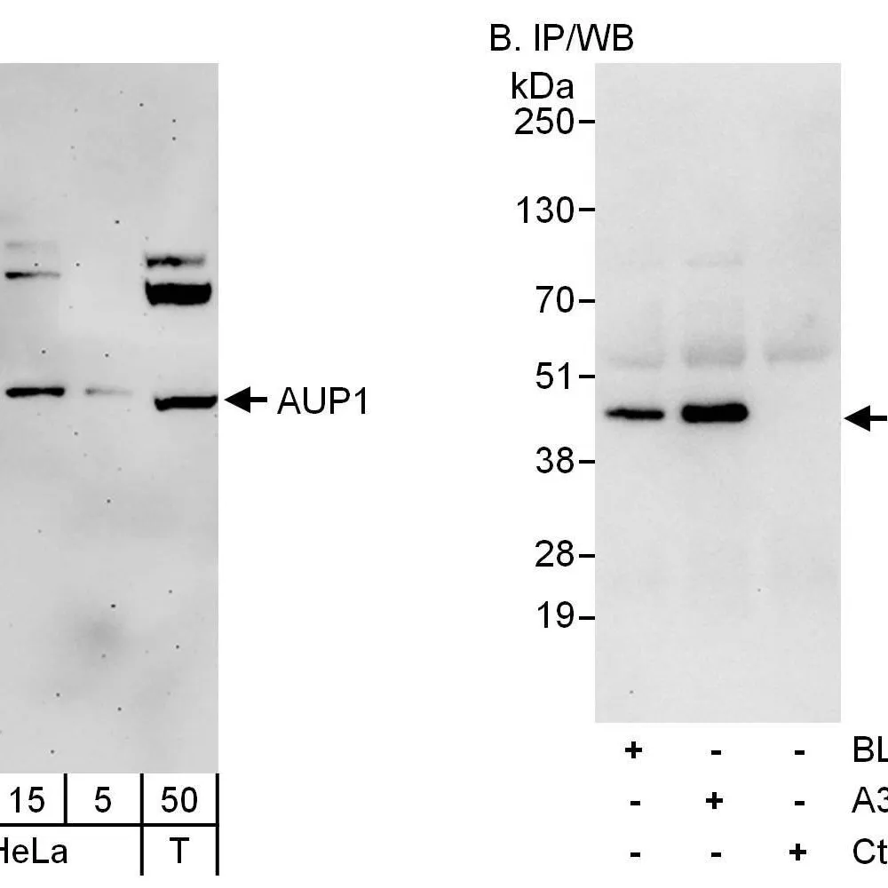 Rabbit anti-AUP1 Antibody, Affinity Purified
