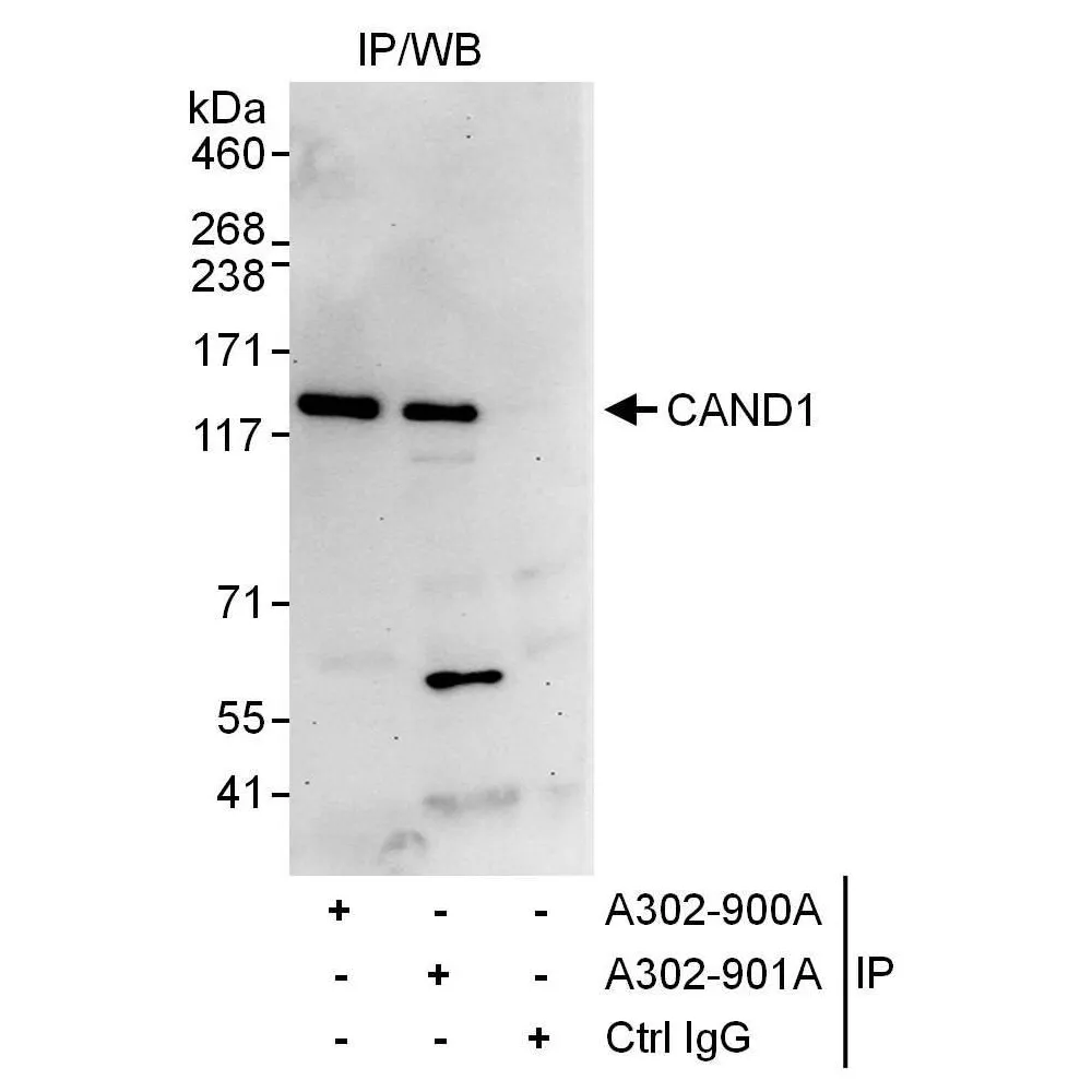 Rabbit anti-CAND1 Antibody, Affinity Purified