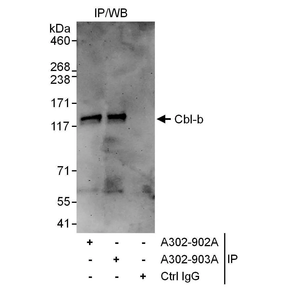 Rabbit anti-Cbl-b Antibody, Affinity Purified