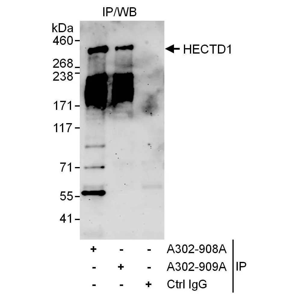 Rabbit anti-HECTD1 Antibody, Affinity Purified